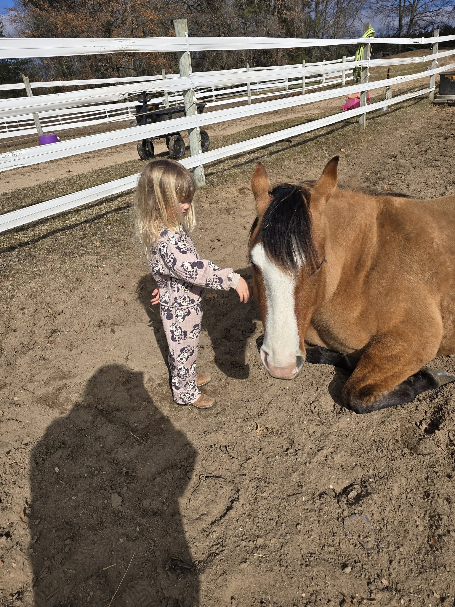 A child asking to pet a horse.
