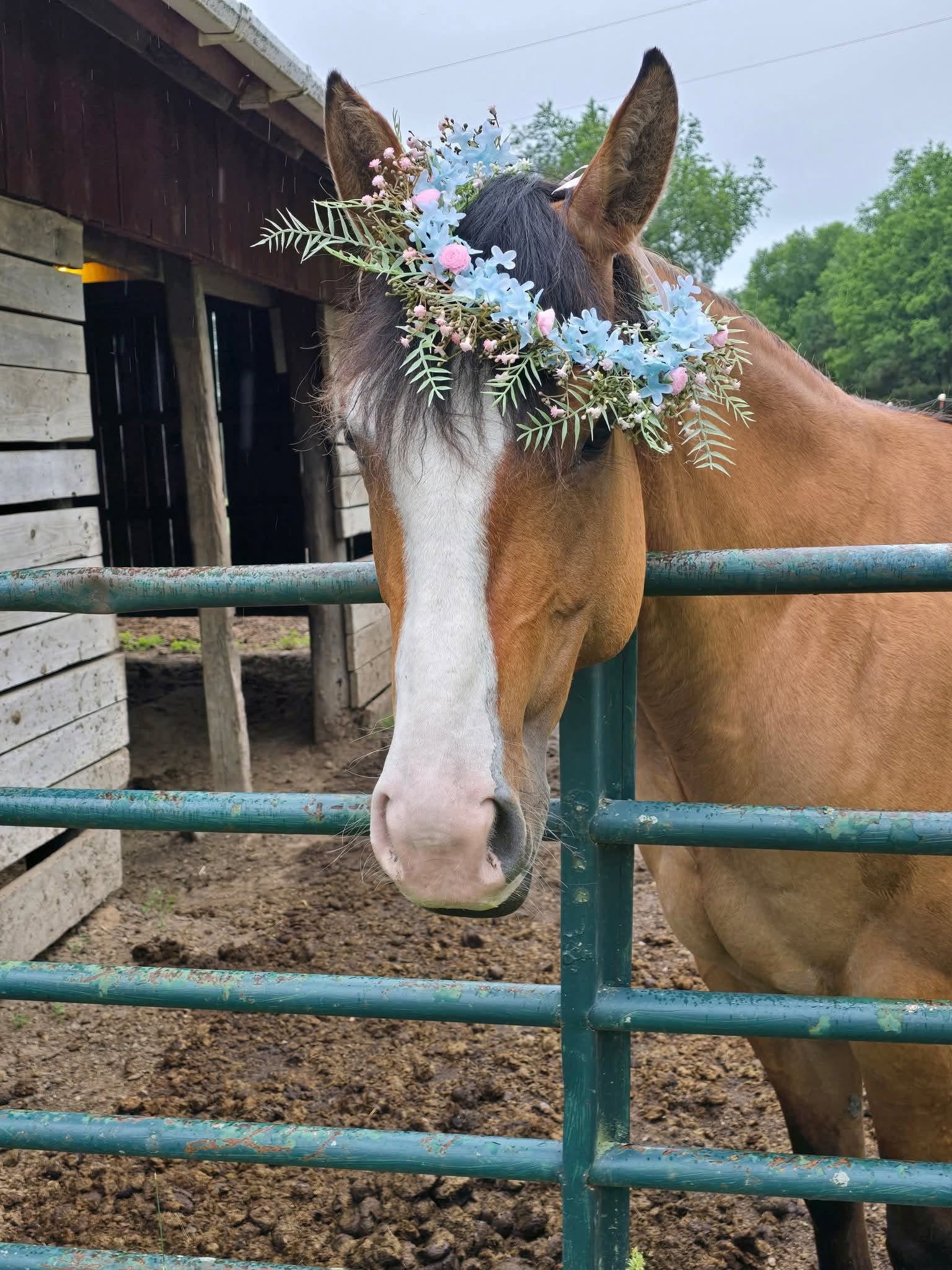 A joyful child dressed like a princess near the horses.