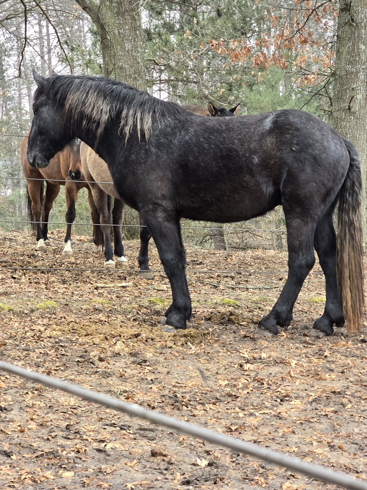 A Journey Equus horse standing in the field.