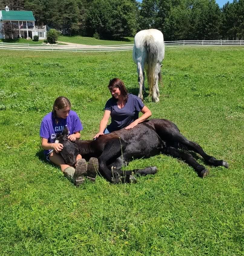 A horse resting in the field.
